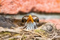 Breeding female blackbird 08 Breeding female blackbird 08.jpg