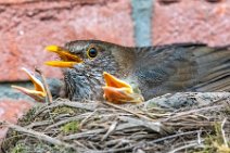 Female blackbird and chicks in the nest 04 Female blackbird and chicks in the nest 04.jpg