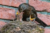 Female blackbird feeding the chicks 01 Female blackbird feeding the chicks 01.jpg