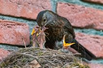 Female blackbird feeding the chicks 02 Female blackbird feeding the chicks 02.jpg