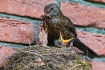 Female blackbird feeding the chicks 03 Female blackbird feeding the chicks 03.jpg