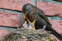 Female blackbird feeding the chicks 05 Female blackbird feeding the chicks 05.jpg