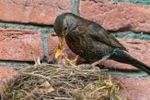 Female blackbird feeding the chicks 10 Female blackbird feeding the chicks 10.jpg