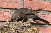 Female blackbird feeding the chicks 11 Female blackbird feeding the chicks 11.jpg