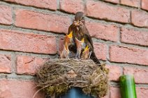 Female blackbird feeding the chicks 12 Female blackbird feeding the chicks 12.jpg