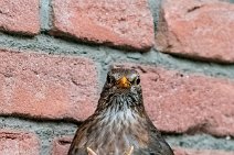 Female blackbird feeding the chicks 13 Female blackbird feeding the chicks 13.jpg
