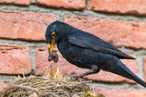 Male blackbird feeding the chicks 02 Male blackbird feeding the chicks 02.jpg