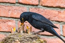 Male blackbird feeding the chicks 08 Male blackbird feeding the chicks 08.jpg