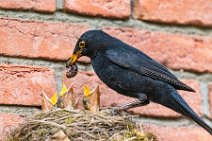 Male blackbird feeding the chicks 09 Male blackbird feeding the chicks 09.jpg