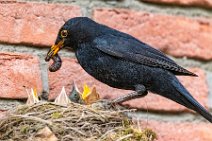 Male blackbird feeding the chicks 10 Male blackbird feeding the chicks 10.jpg