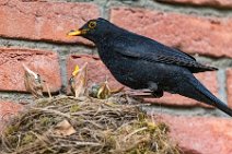 Male blackbird feeding the chicks 15 Male blackbird feeding the chicks 15.jpg