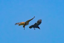 Dogfight between buzzard and crow - Troisdorf - Germany 01 Dogfight between buzzard and crow - Troisdorf - Germany 01.jpg