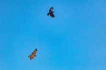Dogfight between buzzard and crow - Troisdorf - Germany 02 Dogfight between buzzard and crow - Troisdorf - Germany 02.jpg