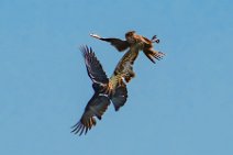 Dogfight between buzzard and crow - Troisdorf - Germany 04 Dogfight between buzzard and crow - Troisdorf - Germany 04.jpg