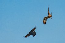 Dogfight between buzzard and crow - Troisdorf - Germany 05 Dogfight between buzzard and crow - Troisdorf - Germany 05.jpg