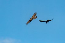 Dogfight between buzzard and crow - Troisdorf - Germany 06 Dogfight between buzzard and crow - Troisdorf - Germany 06.jpg
