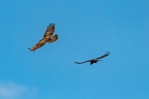 Dogfight between buzzard and crow - Troisdorf - Germany 07 Dogfight between buzzard and crow - Troisdorf - Germany 07.jpg