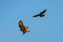 Dogfight between buzzard and crow - Troisdorf - Germany 08 Dogfight between buzzard and crow - Troisdorf - Germany 08.jpg