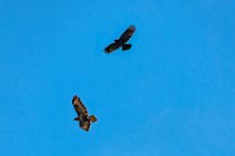 Dogfight between buzzard and crow - Troisdorf - Germany 09 Dogfight between buzzard and crow - Troisdorf - Germany 09.jpg
