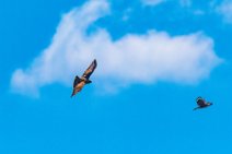 Dogfight between buzzard and crow - Troisdorf - Germany 10 Dogfight between buzzard and crow - Troisdorf - Germany 10.jpg