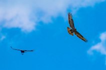Dogfight between buzzard and crow - Troisdorf - Germany 11 Dogfight between buzzard and crow - Troisdorf - Germany 11.jpg