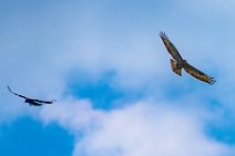 Dogfight between buzzard and crow - Troisdorf - Germany 12 Dogfight between buzzard and crow - Troisdorf - Germany 12.jpg