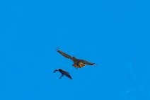 Dogfight between buzzard and crow - Troisdorf - Germany 13 Dogfight between buzzard and crow - Troisdorf - Germany 13.jpg
