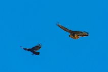 Dogfight between buzzard and crow - Troisdorf - Germany 14 Dogfight between buzzard and crow - Troisdorf - Germany 14.jpg