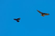 Dogfight between buzzard and crow - Troisdorf - Germany 15 Dogfight between buzzard and crow - Troisdorf - Germany 15.jpg