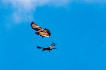 Dogfight between buzzard and crow - Troisdorf - Germany 16 Dogfight between buzzard and crow - Troisdorf - Germany 16.jpg