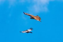 Dogfight between buzzard and crow - Troisdorf - Germany 17 Dogfight between buzzard and crow - Troisdorf - Germany 17.jpg