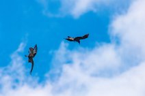 Dogfight between buzzard and crow - Troisdorf - Germany 18 Dogfight between buzzard and crow - Troisdorf - Germany 18.jpg