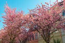 CHERRY BLOSSOM IN OLDCITY BONN - GERMANY 10 CHERRY BLOSSOM IN OLDCITY BONN - GERMANY 10