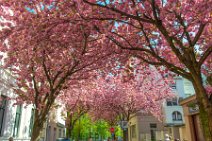 CHERRY BLOSSOM IN OLDCITY BONN - GERMANY 11 CHERRY BLOSSOM IN OLDCITY BONN - GERMANY 11