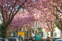 CHERRY BLOSSOM IN OLDCITY BONN - GERMANY 13 CHERRY BLOSSOM IN OLDCITY BONN - GERMANY 13