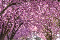 CHERRY BLOSSOM IN OLDCITY BONN - GERMANY 52 CHERRY BLOSSOM IN OLDCITY BONN - GERMANY 52