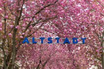 Cherry Blossom with ALTSTADT sign in Bonn old Town - Germany 02 Cherry Blossom with ALTSTADT sign in Bonn old Town - Germany 02.jpg
