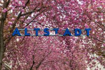 Cherry Blossom with ALTSTADT sign in Bonn old Town - Germany 03 Cherry Blossom with ALTSTADT sign in Bonn old Town - Germany 03.jpg