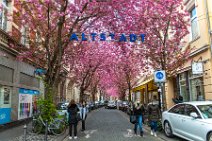 Cherry Blossom with ALTSTADT sign in Bonn old Town - Germany 04 Cherry Blossom with ALTSTADT sign in Bonn old Town - Germany 04.jpg
