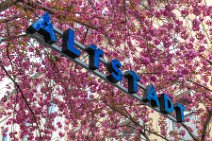 Cherry Blossom with ALTSTADT sign in Bonn old Town - Germany 05 Cherry Blossom with ALTSTADT sign in Bonn old Town - Germany 05.jpg