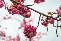 Cherry Blossoms in Old Town Bonn - Germany Cherry Blossoms in Old Town Bonn - Germany.jpg