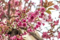 Detail Cherry Blossoms in Old Town Bonn - Germany Detail Cherry Blossoms in Old Town Bonn - Germany.jpg