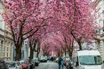 HDR - Cherry Blossom in Bonn Old Town - Heerstrasse - Germany 01 HDR - Cherry Blossom in Bonn Old Town - Heerstrasse - Germany 01.jpg