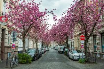 HDR - Cherry Blossom in Bonn Old Town - Heerstrasse - Germany 02 HDR - Cherry Blossom in Bonn Old Town - Heerstrasse - Germany 02.jpg