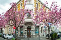 HDR - Cherry Blossom in Bonn Old Town - Heerstrasse - Germany 04 HDR - Cherry Blossom in Bonn Old Town - Heerstrasse - Germany 04.jpg