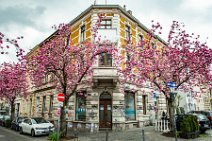 HDR - Cherry Blossom in Bonn Old Town - Heerstrasse - Germany 05 HDR - Cherry Blossom in Bonn Old Town - Heerstrasse - Germany 05.jpg