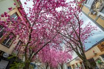 HDR - Cherry Blossom in Bonn Old Town - Breite Strasse - Germany 01 HDR - Cherry Blossom in Bonn Old Town - Breite Strasse - Germany 01.jpg