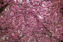 HDR - Cherry Blossom in Bonn Old Town - Germany 01 HDR - Cherry Blossom in Bonn Old Town - Germany 01.jpg