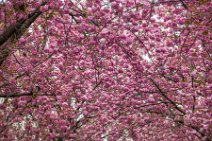 HDR - Cherry Blossom in Bonn Old Town - Germany 02 HDR - Cherry Blossom in Bonn Old Town - Germany 02.jpg