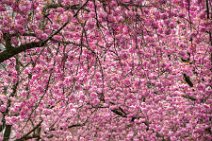 HDR - Cherry Blossom in Bonn Old Town - Germany 04 HDR - Cherry Blossom in Bonn Old Town - Germany 04.jpg